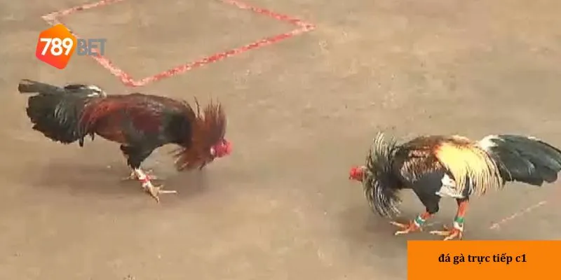 Sơ lược về Đá gà trực tiếp c1