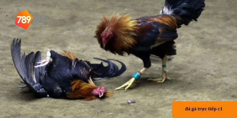 Thể lệ trận đấu mà thành viên cần biết