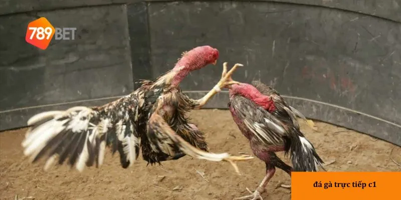 Xem trực tiếp đá gà tại nhà cái đổi thưởng 