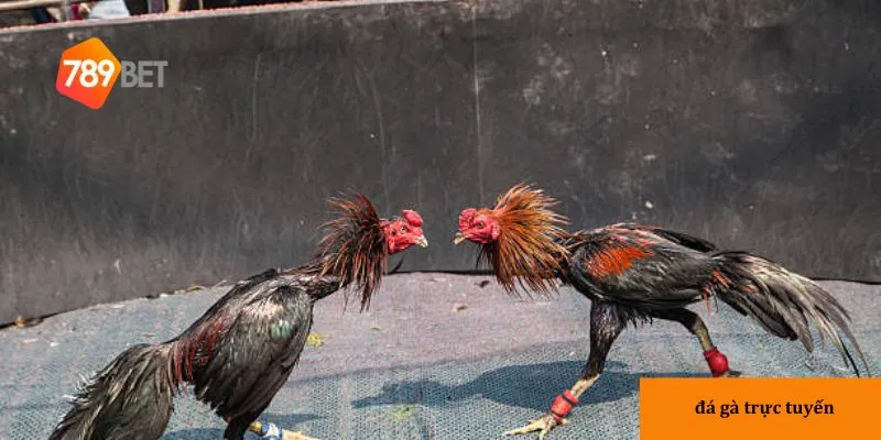 Tìm hiểu về đá gà tại nhà cái