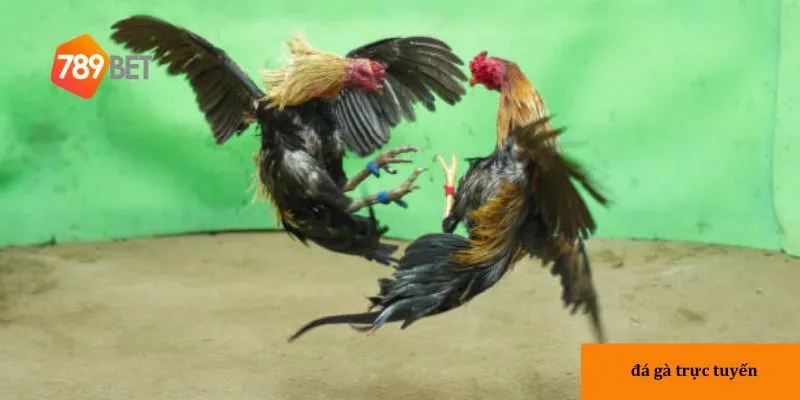 3 loại cược trong đá gà trực tuyến