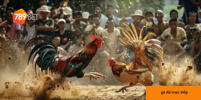 3 yếu tố hấp dẫn của các trận đấu gà đá trực tiếp