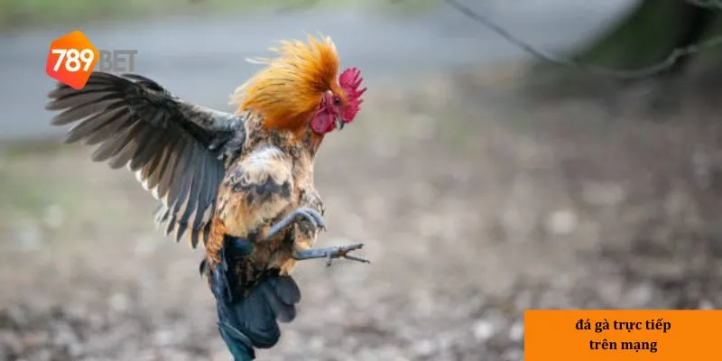 Cách tham gia đá gà trực tiếp trên mạng