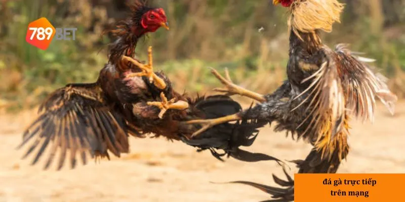 Chiến thuật chơi đá gà trực tiếp trên mạng hiệu quả