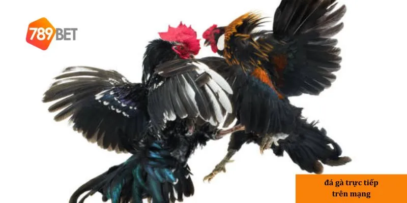3 Lý do đá gà trực tiếp trên mạng trở nên phổ biến
