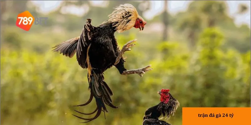 Khởi đầu gay cấn trận đá gà 24 tỷ