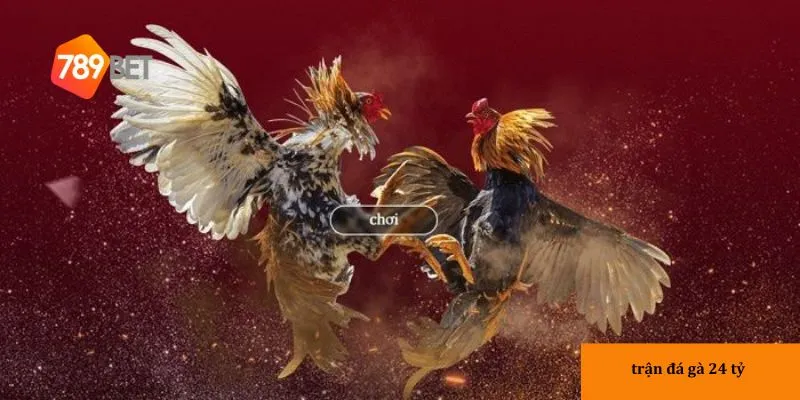 Bối cảnh của trận đá gà 24 tỷ