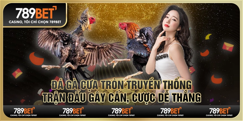 Đá gà cựa tròn truyền thống: Trận đấu gây cấn, dễ thắng