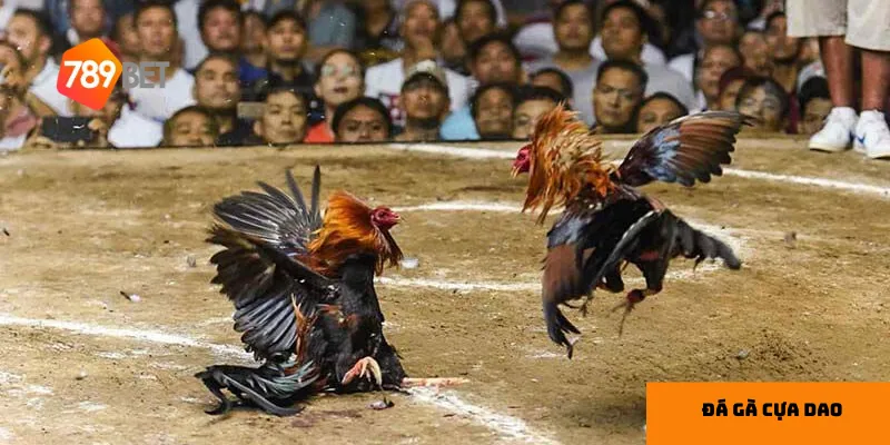 Nghiên cứu kỹ về gà chiến là chìa khóa để đưa ra dự đoán chính xác.