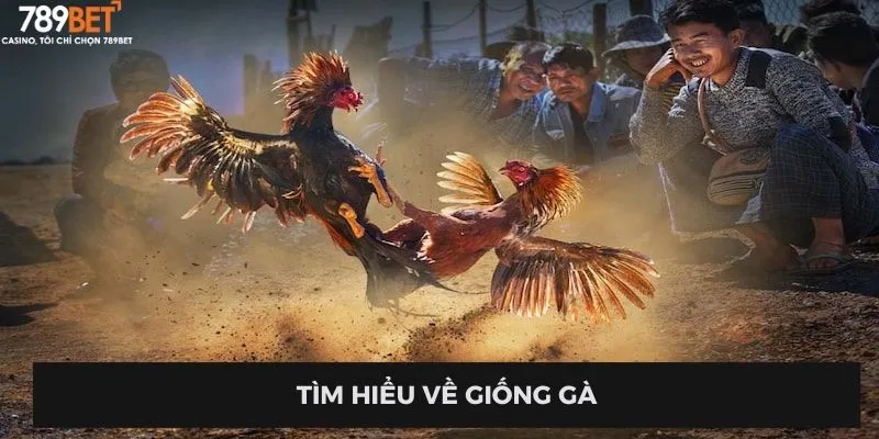 Tìm hiểu về giống gà