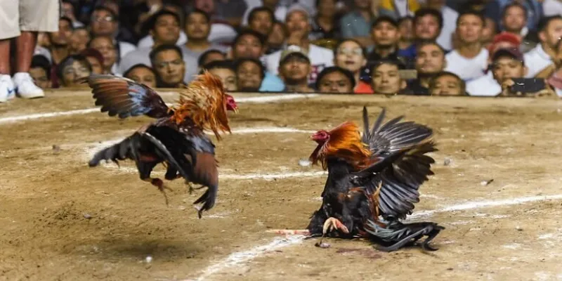 Đá gà cựa sắt là gì?