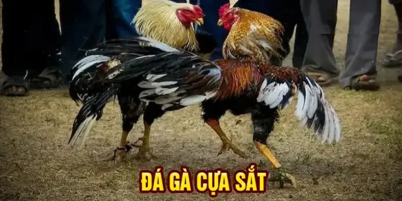 Các loại đá gà cựa sắt