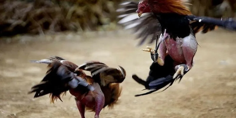 Quy trình tham gia đá gà online