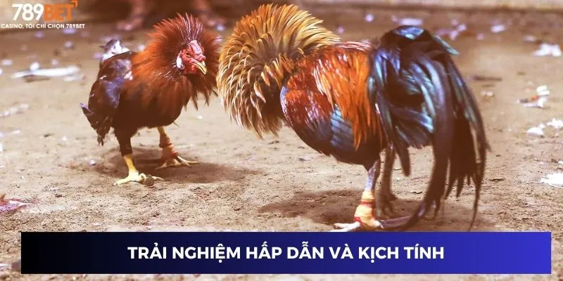 Trải nghiệm hấp dẫn, kịch tính