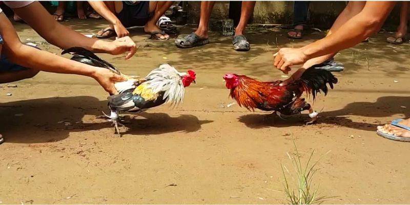 Giới thiệu về đá gà mạnh