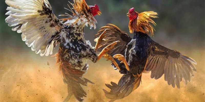 Lý do nên tham gia đá gà mạnh tai Hi88