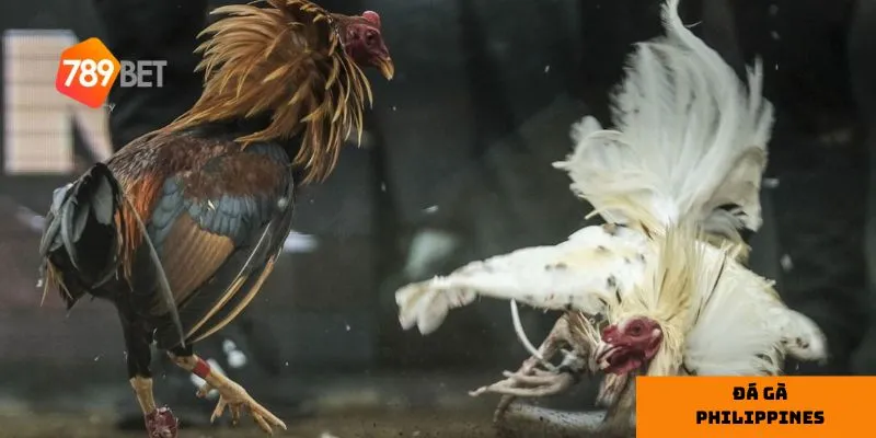 Cược Meron và Wala mang đến cơ hội thắng cao nhờ tính minh bạch.