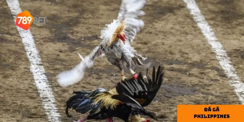 Đá gà Philippines là sự kết hợp giữa truyền thống và tính hiện đại.