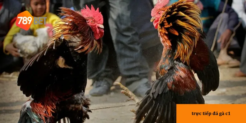 Tham gia cá cược trực tiếp giúp bạn tận dụng tối đa cơ hội chiến thắng.