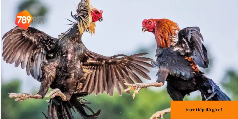 789bet là địa chỉ đáng tin cậy để trải nghiệm đá gà C1 với chất lượng tốt nhất.
