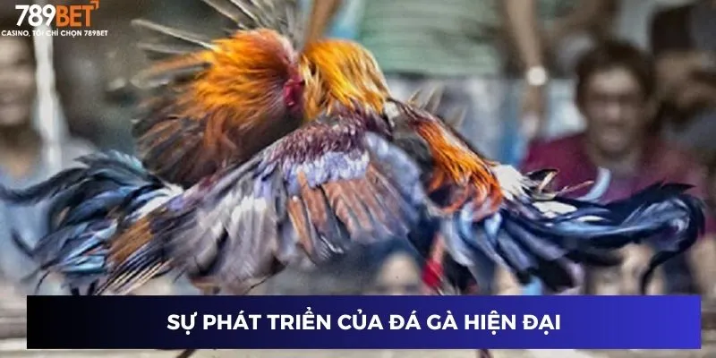 Sự phát triển của trực tiếp đá gà mạnh