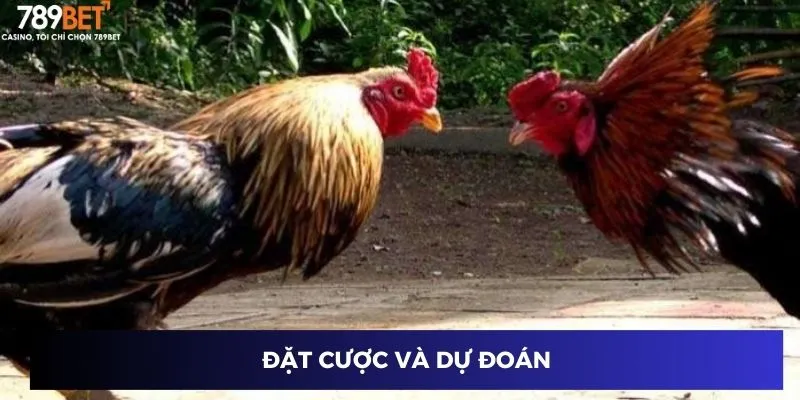 Đặt cược và dự đoán