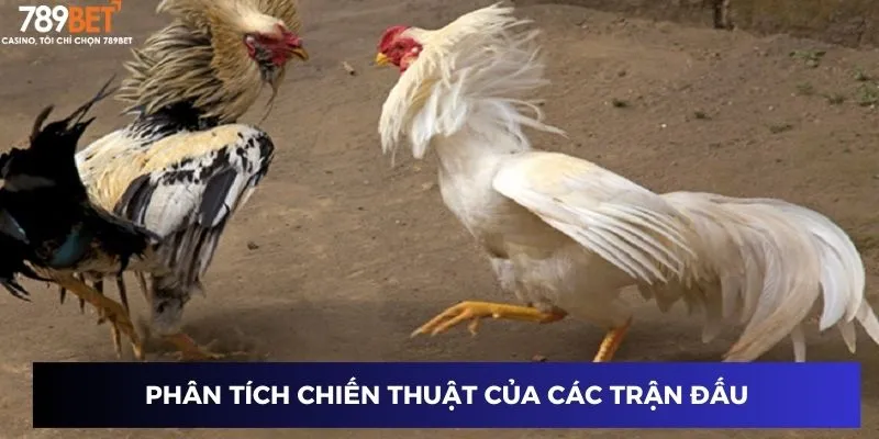 Phân tích chiến thuật của các trận đấu trực tiếp đá gà mạnh