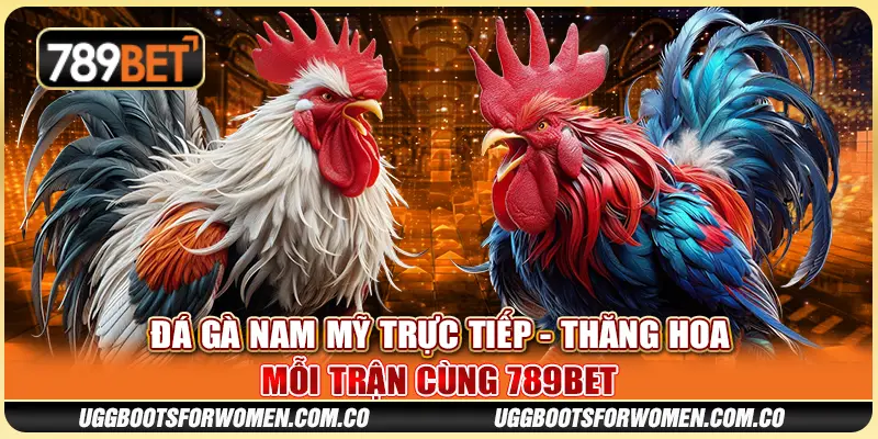 Đá Gà Nam Mỹ Trực Tiếp - Thăng Hoa Mỗi Trận Cùng 789BET