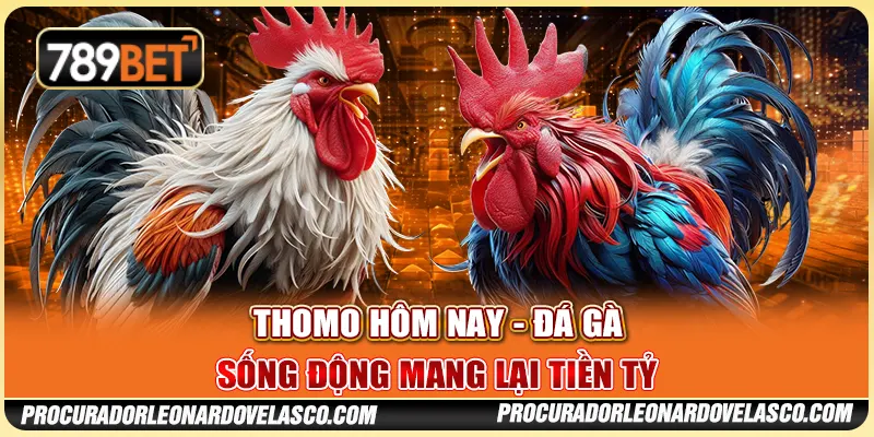 Thomo Hôm Nay - Đá Gà Sống Động Mang Lại Tiền Tỷ