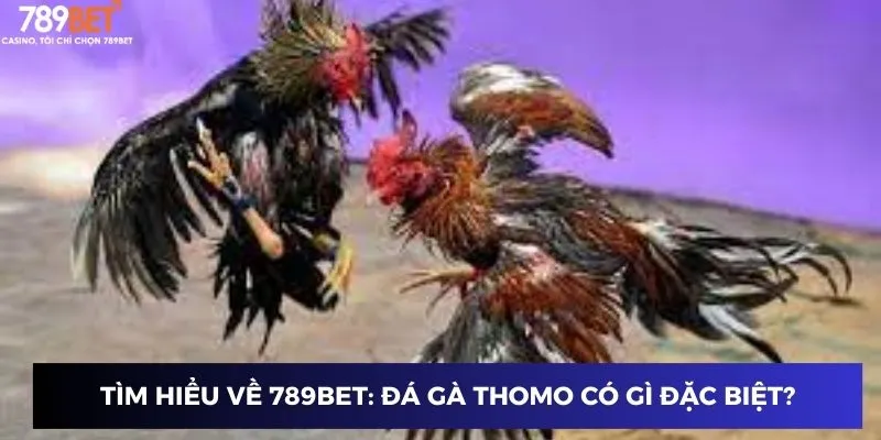 Tìm hiểu về nhà cái 789BET: Cách chơi đá gà Thomo có gì đặc biệt?