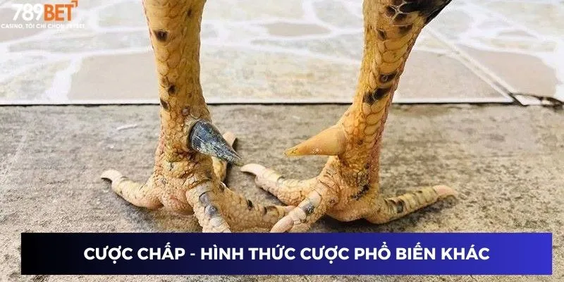 Cược chấp - Hình thức cược phổ biến khác trong gà đá cựa kim