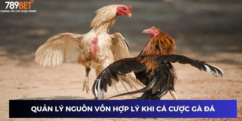 Quản lý nguồn vốn hợp lý khi cá cược gà đá