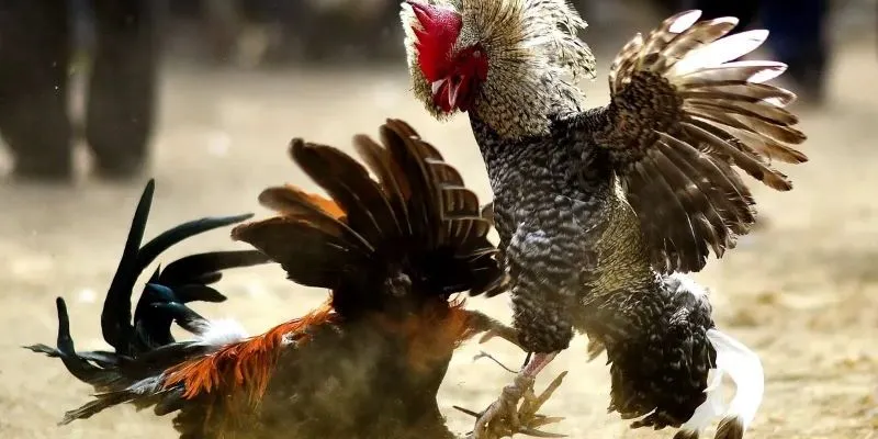 Mẹo chơi đá gà trúng cực lớn