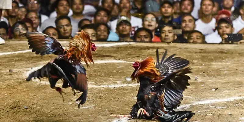 Tìm hiểu về đá gà Philippines