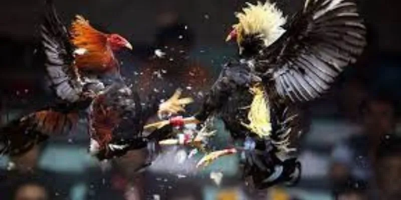 Mẹo hay chơi cược đá gà thắng cực đỉnh