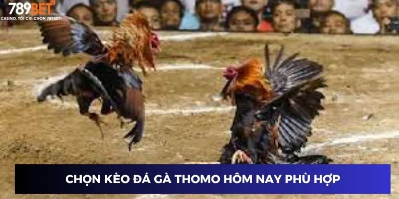 Chọn kèo đá gà thomo hôm nay phù hợp