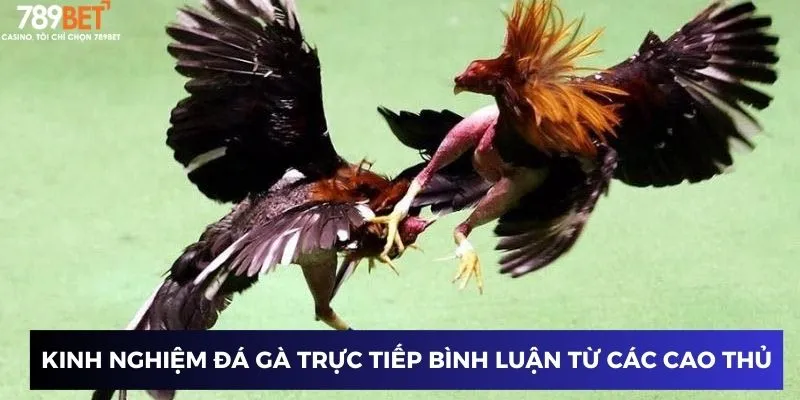 Kinh nghiệm đá gà trực tiếp bình luận từ các cao thủ