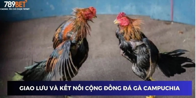 Giao lưu và kết nối cộng đồng đá gà trực tiếp Campuchia