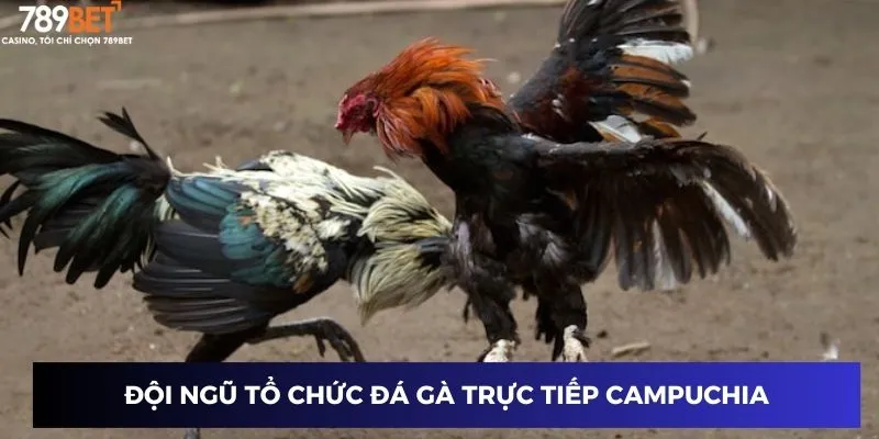 Đội ngũ tổ chức đá gà trực tiếp Campuchia