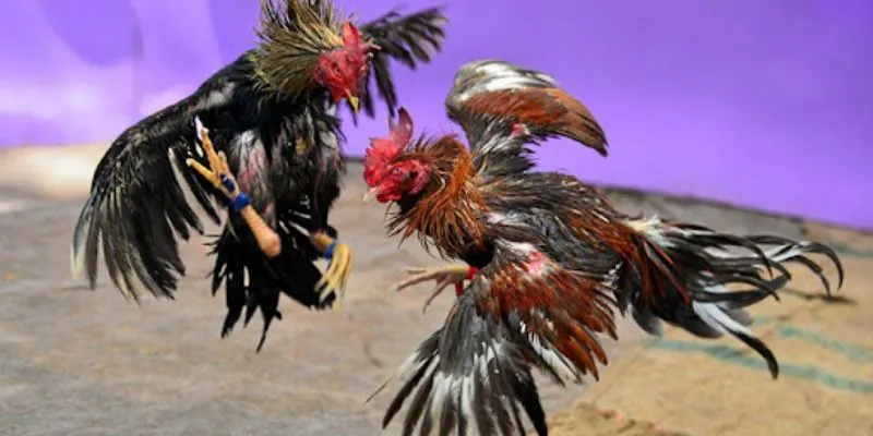 Luật chơi đá gà online cơ bản nhất