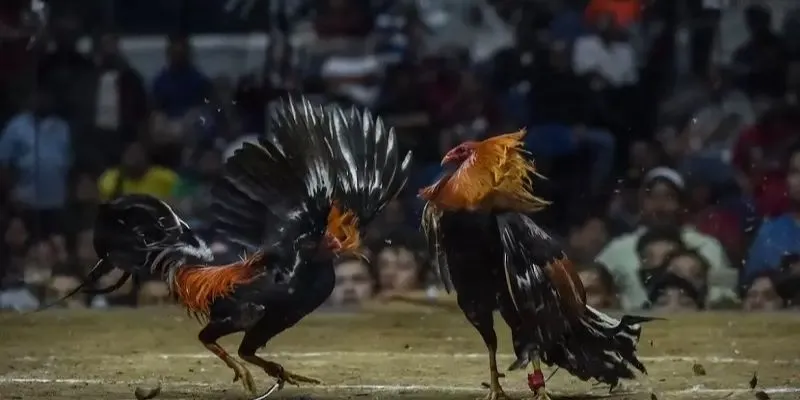 Bí Quyết chơi đấu gà hay nhất