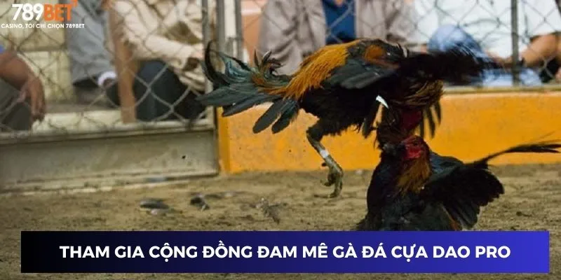 Tham gia cộng đồng đam mê gà đá Cựa Dao Pro