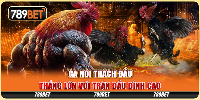 gà nòi thách đấu