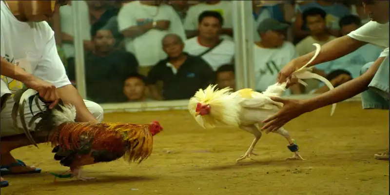 Luật đánh đá gà casino đòi hỏi người chơi Go88 cần ghi nhớ