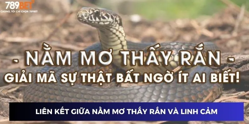 Liên kết giữa nằm mơ thấy rắn và linh cảm