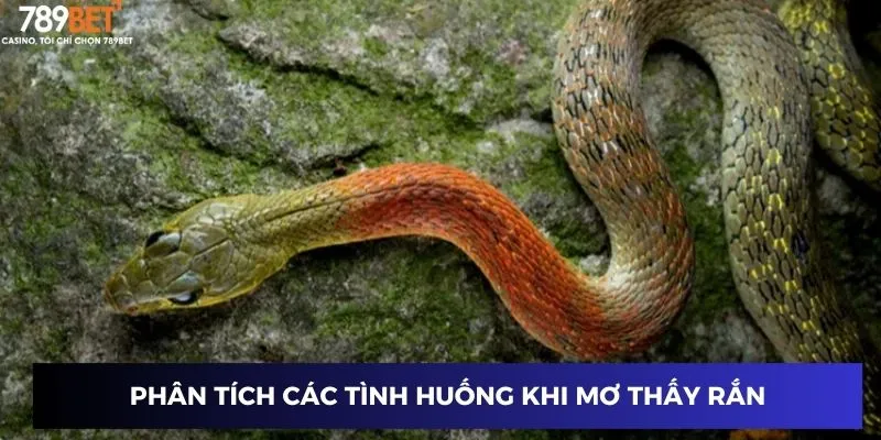 Phân tích các tình huống khi mơ thấy rắn