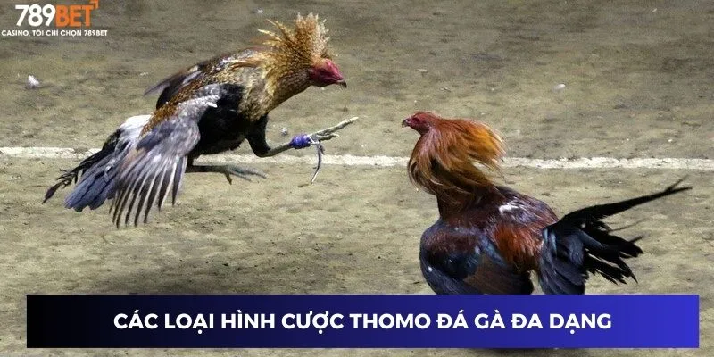 Các loại hình cược Thomo đá gà đa dạng