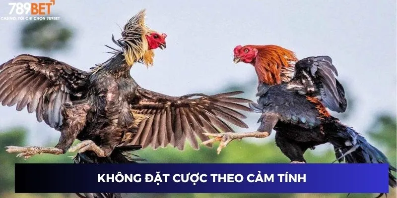 Không đặt cược theo cảm tính