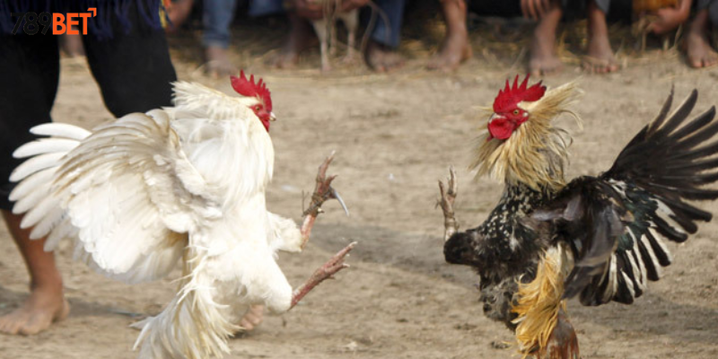 Tham gia cược đá gà cựa kim cùng nhà cái