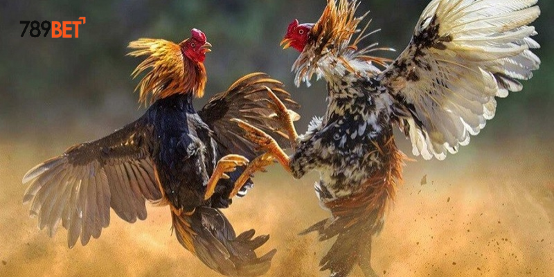 Tham gia cược nhanh chóng mỗi ngày